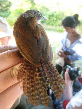 Image of Black-bellied Wren