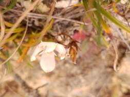 صورة Gentianella calcis subsp. waipara Glenny & Molloy