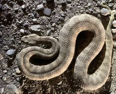 Image of Macrovipera lebetinus (Linnaeus 1758)