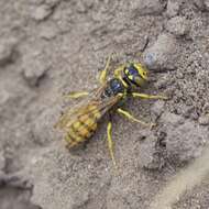 Image of Philanthus crabroniformis F. Smith 1856