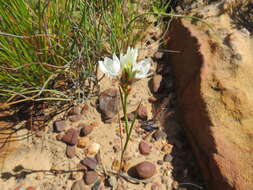 Imagem de Thereianthus ixioides G. J. Lewis