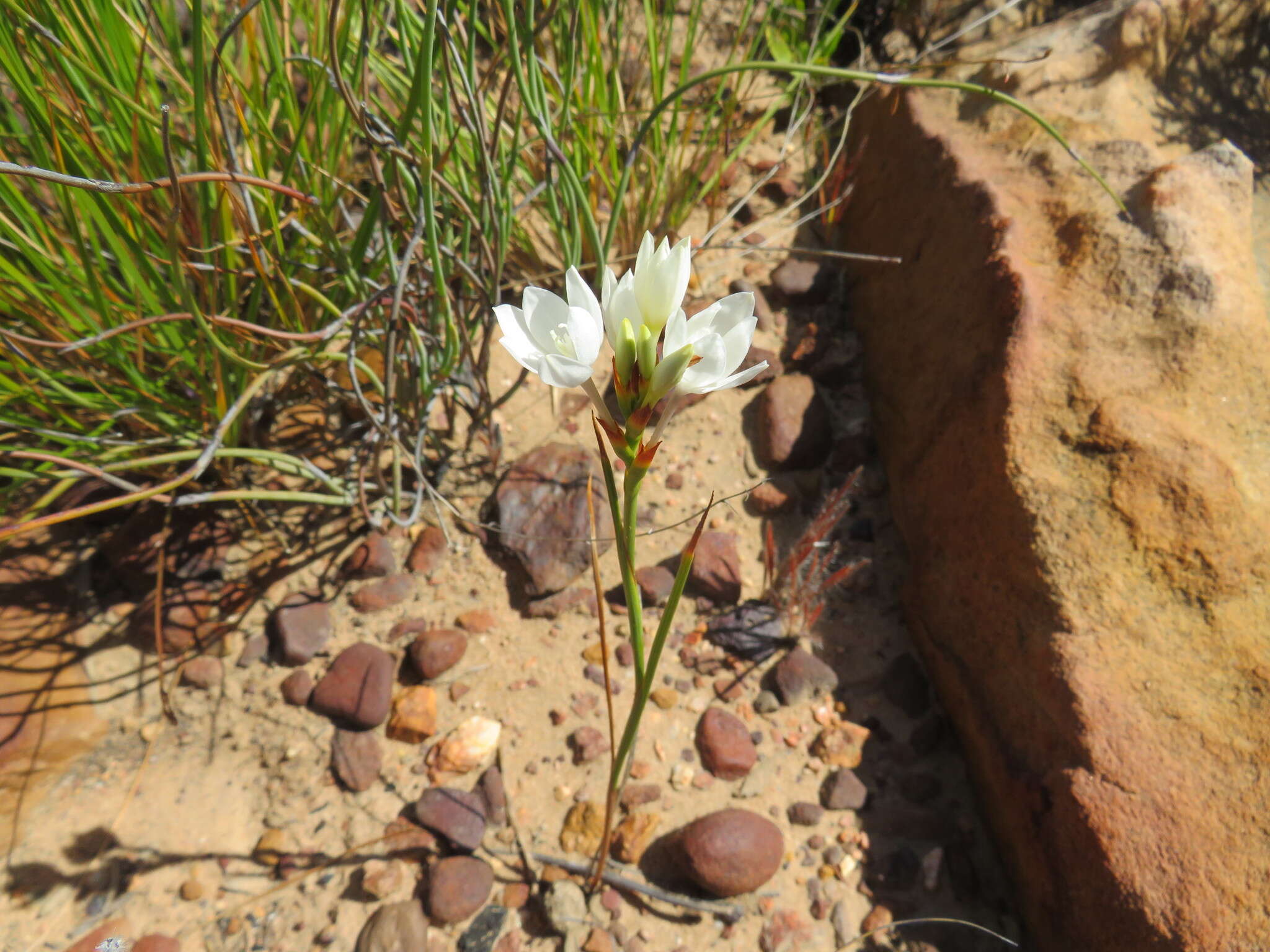 Imagem de Thereianthus ixioides G. J. Lewis