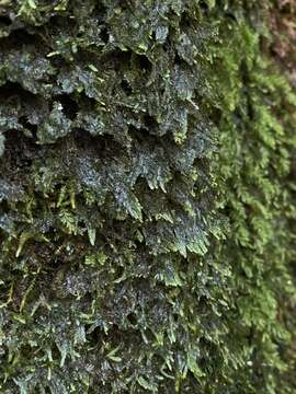 Image of Mueller's isopterygiopsis moss