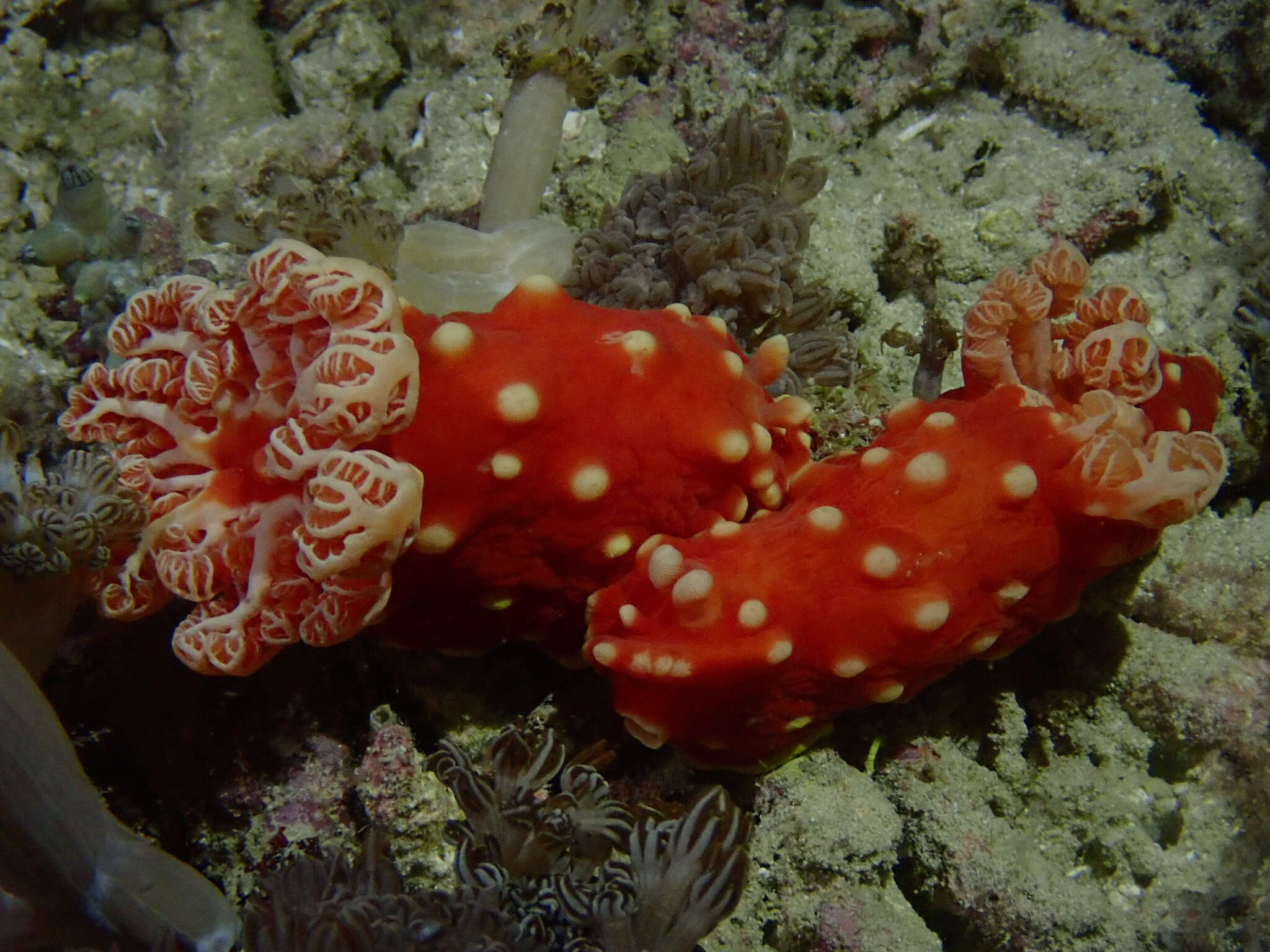 Image of Yellow spot fat red slug