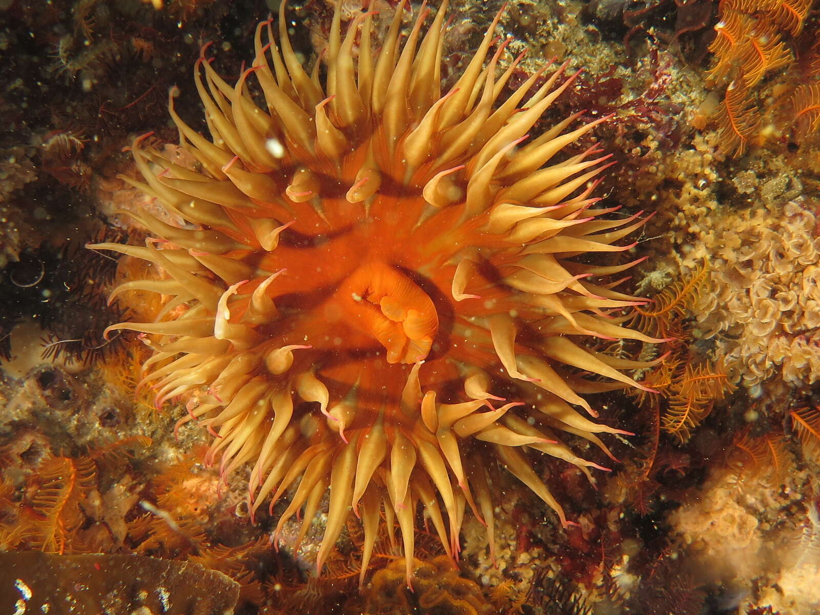 Image of False plum anemone