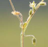 صورة Cerastium brachypetalum Desf. ex Pers.