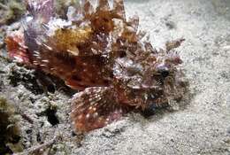 Image of Raggy scorpionfish