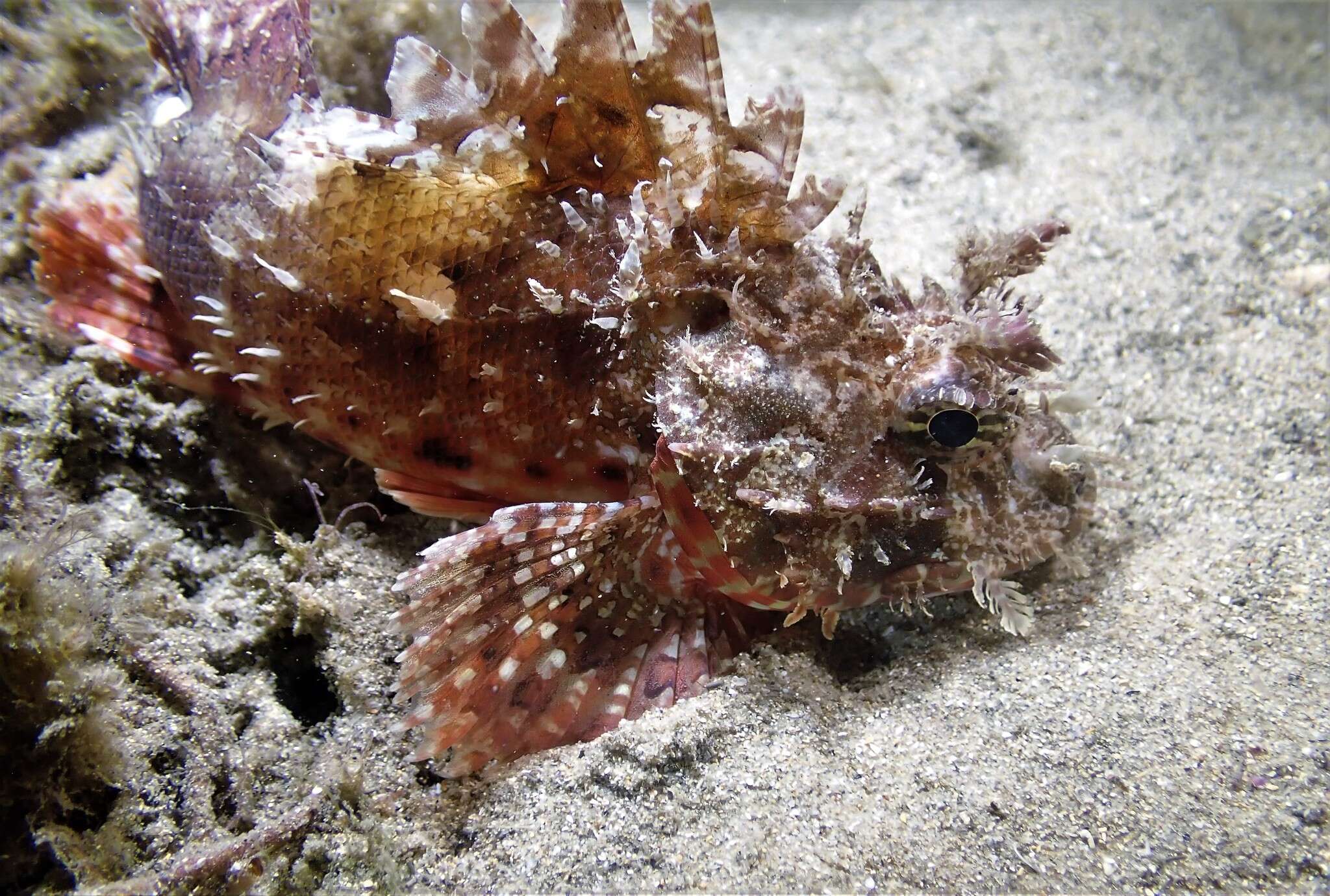 Image of Raggy scorpionfish