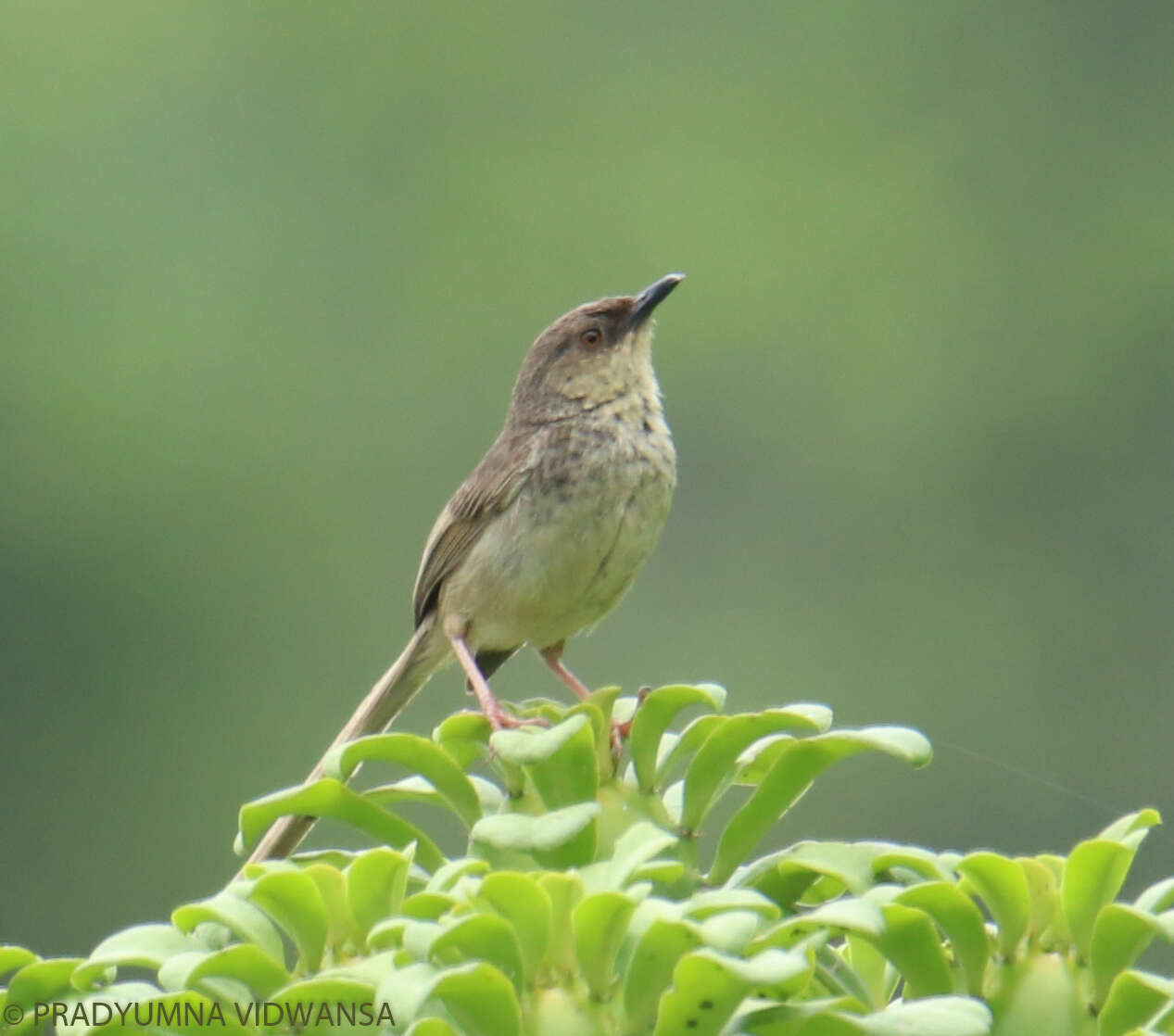 Image of Himalayan Prinia