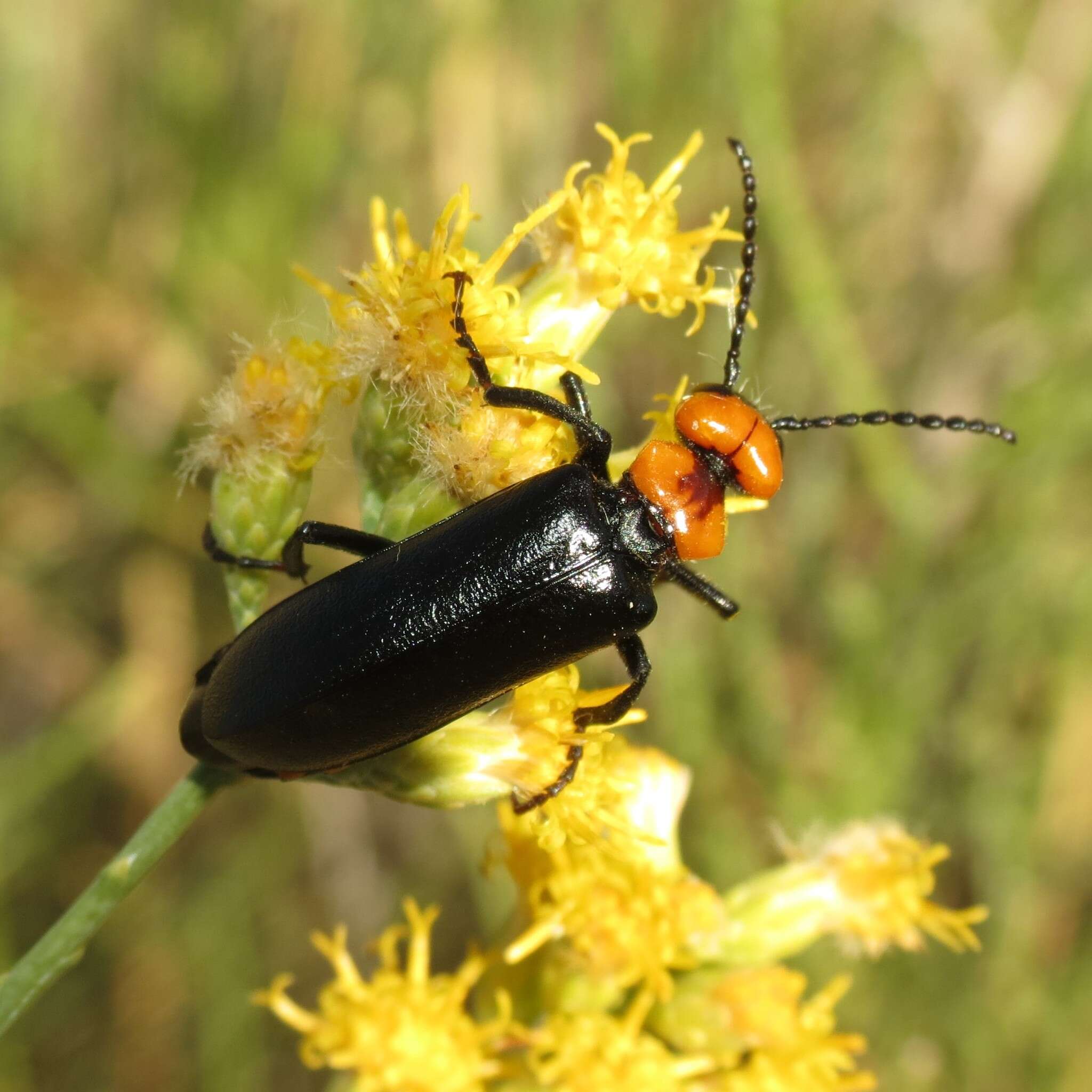 Image of Lytta (Paralytta) vulnerata (Le Conte 1851)