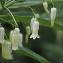 Image of Polygonatum sewerzowii Regel