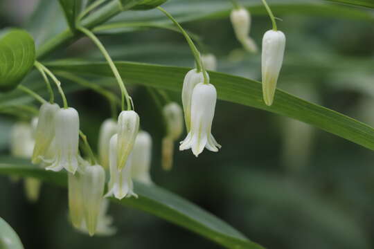 Image of Polygonatum sewerzowii Regel