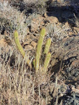 Plancia ëd <i>Trichocereus spachianus</i>