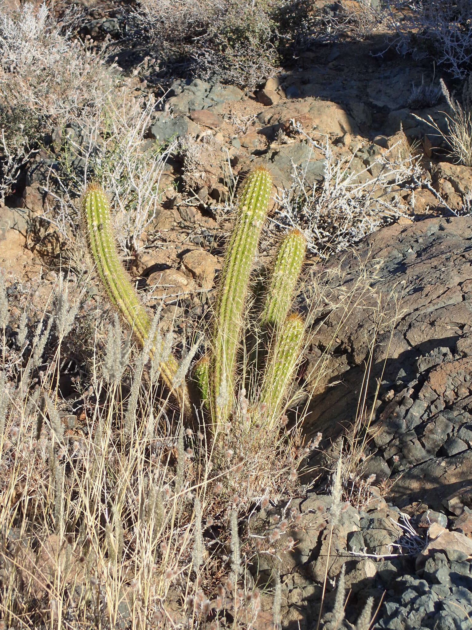 Image of <i>Trichocereus spachianus</i>