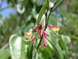 Image of Bauhinia jenningsii P. Wilson