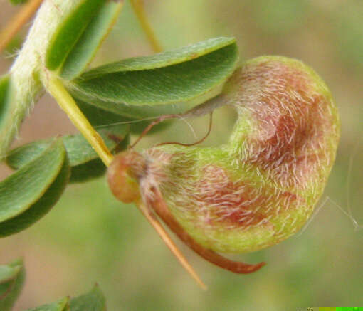 Image of Indigofera circinnata Harv.