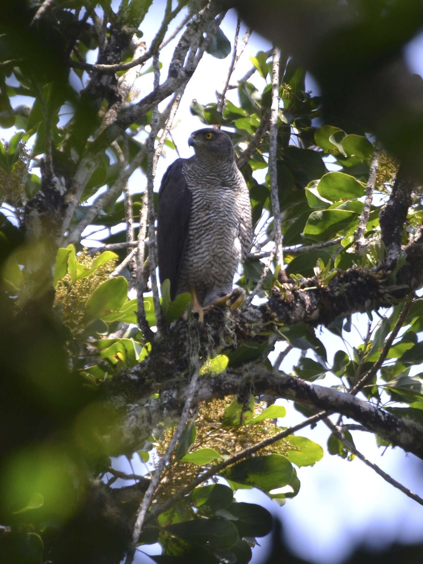 Image of Henst's Goshawk