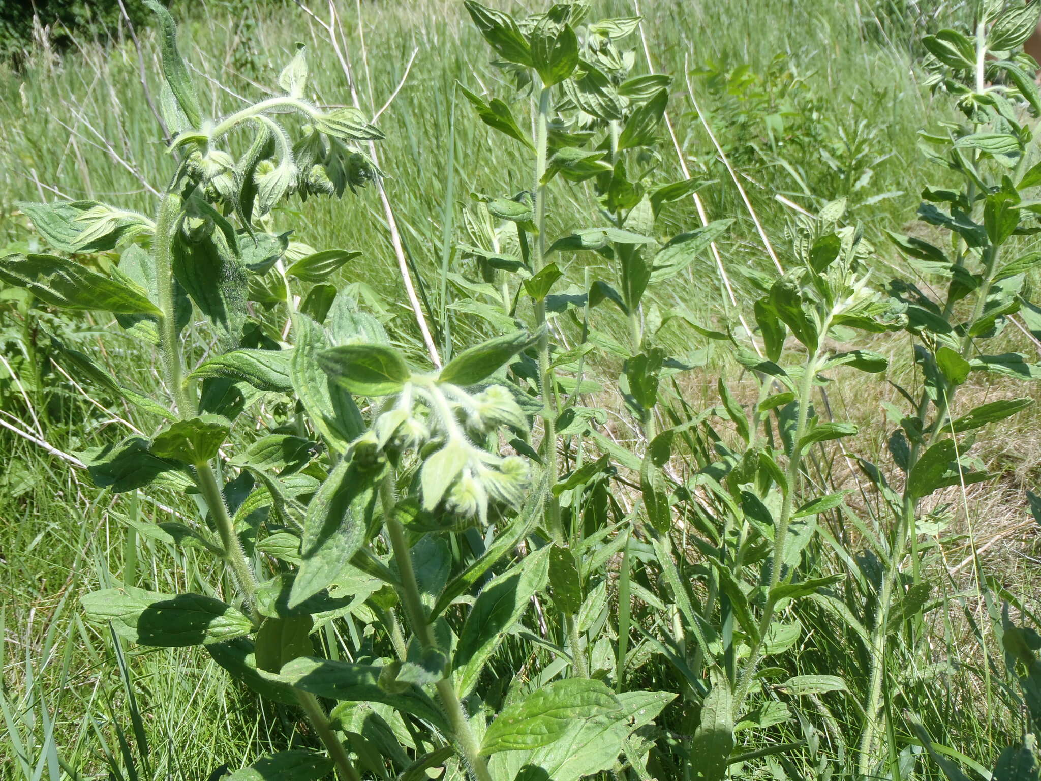 Image of western marbleseed