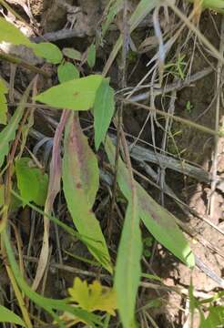 Image of Ixeris chinensis subsp. versicolor (Fisch. ex Link) Kitam.