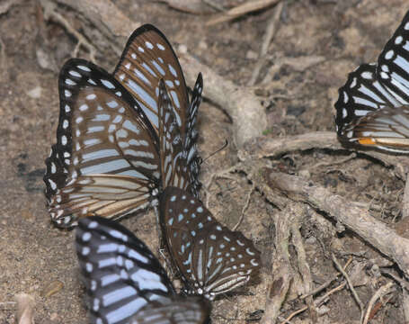 Image of Spotted Zebra Butterfly