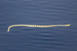 Image of Annulated Sea Snake