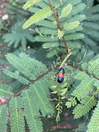 Megalostomis (Pygidiocarina) pyropyga Lacordaire 1848 resmi