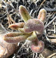 Imagem de Tylecodon leucothrix (C. A. Smith) H. Tölken