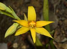 Image of Cinnamon sun orchid