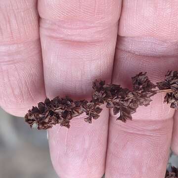 Rumex californicus Rech. fil. resmi