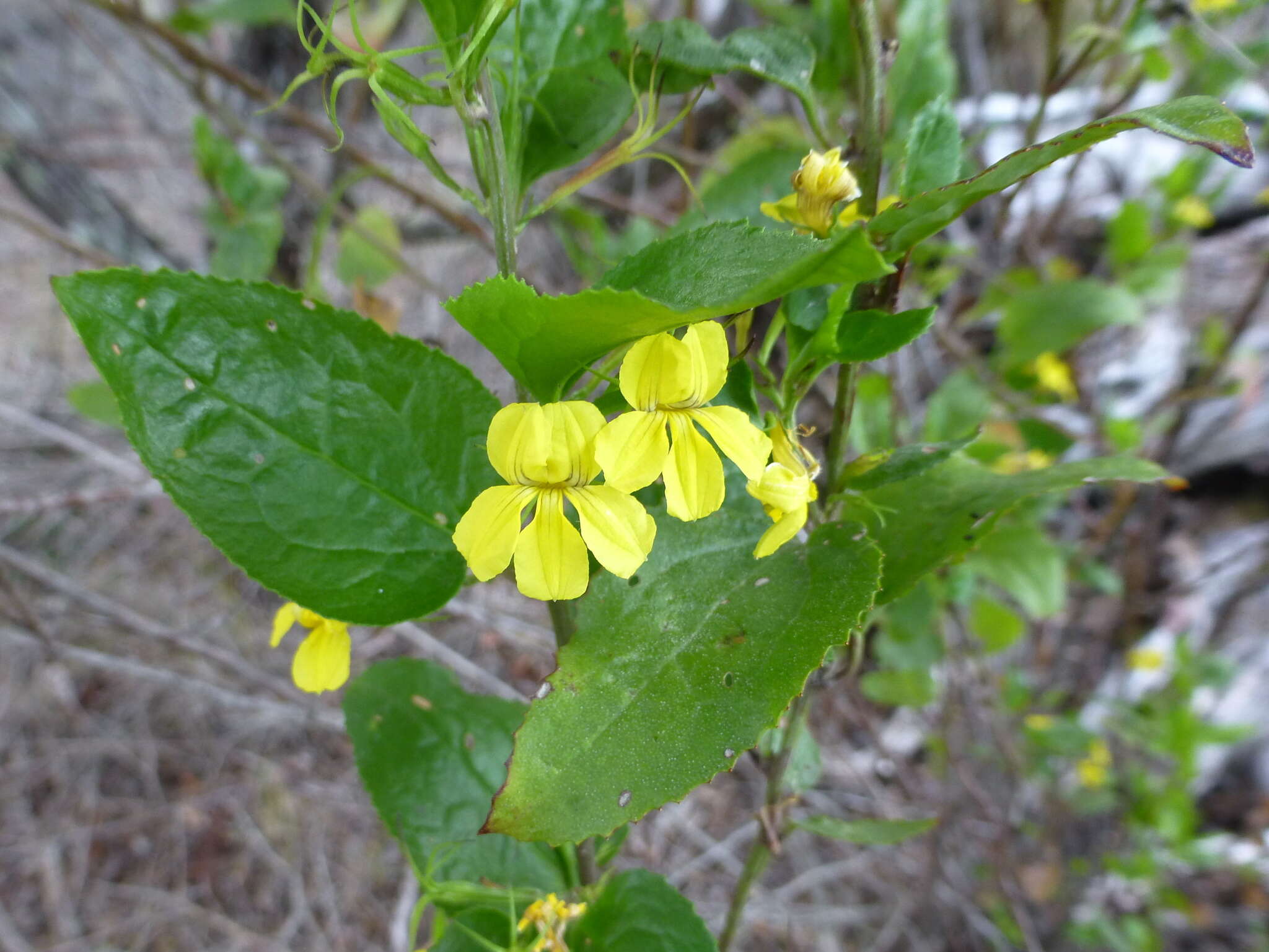 Image of Hop Goodenia