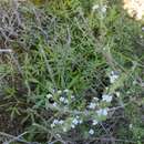 Image of Micromeria hyssopifolia var. hyssopifolia