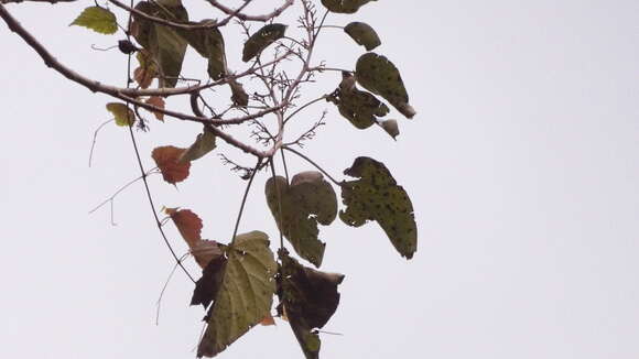 Слика од Paulownia taiwaniana T. W. Hu & H. J. Chang