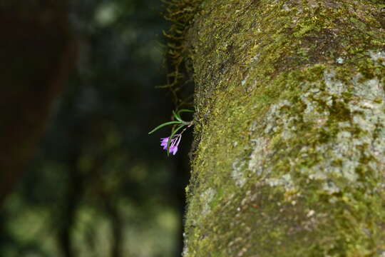 Image de Holcoglossum pumilum (Hayata) L. J. Chen, X. J. Xiao & G. Q. Zhang