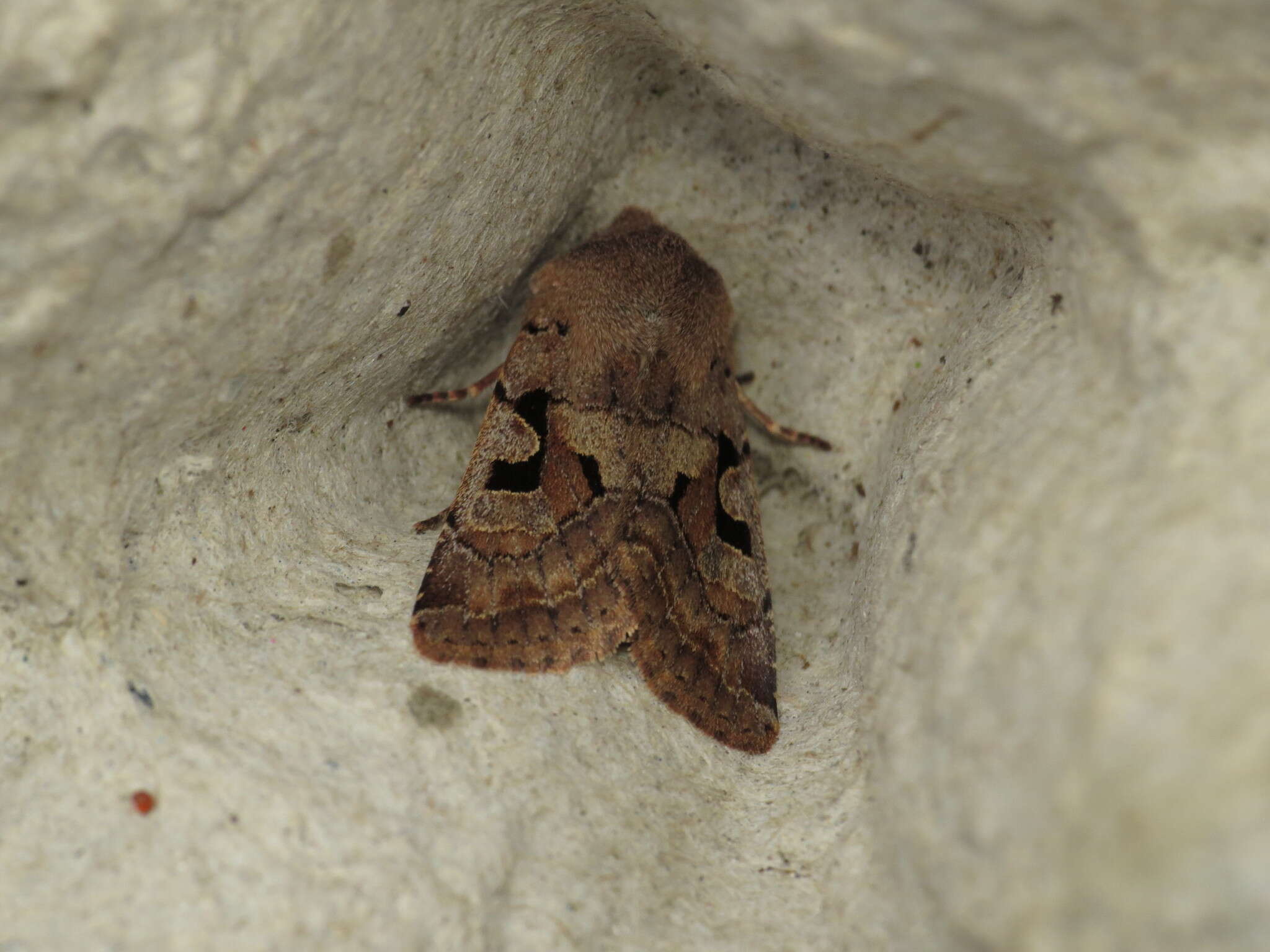 Orthosia gothica Linnaeus 1758 resmi