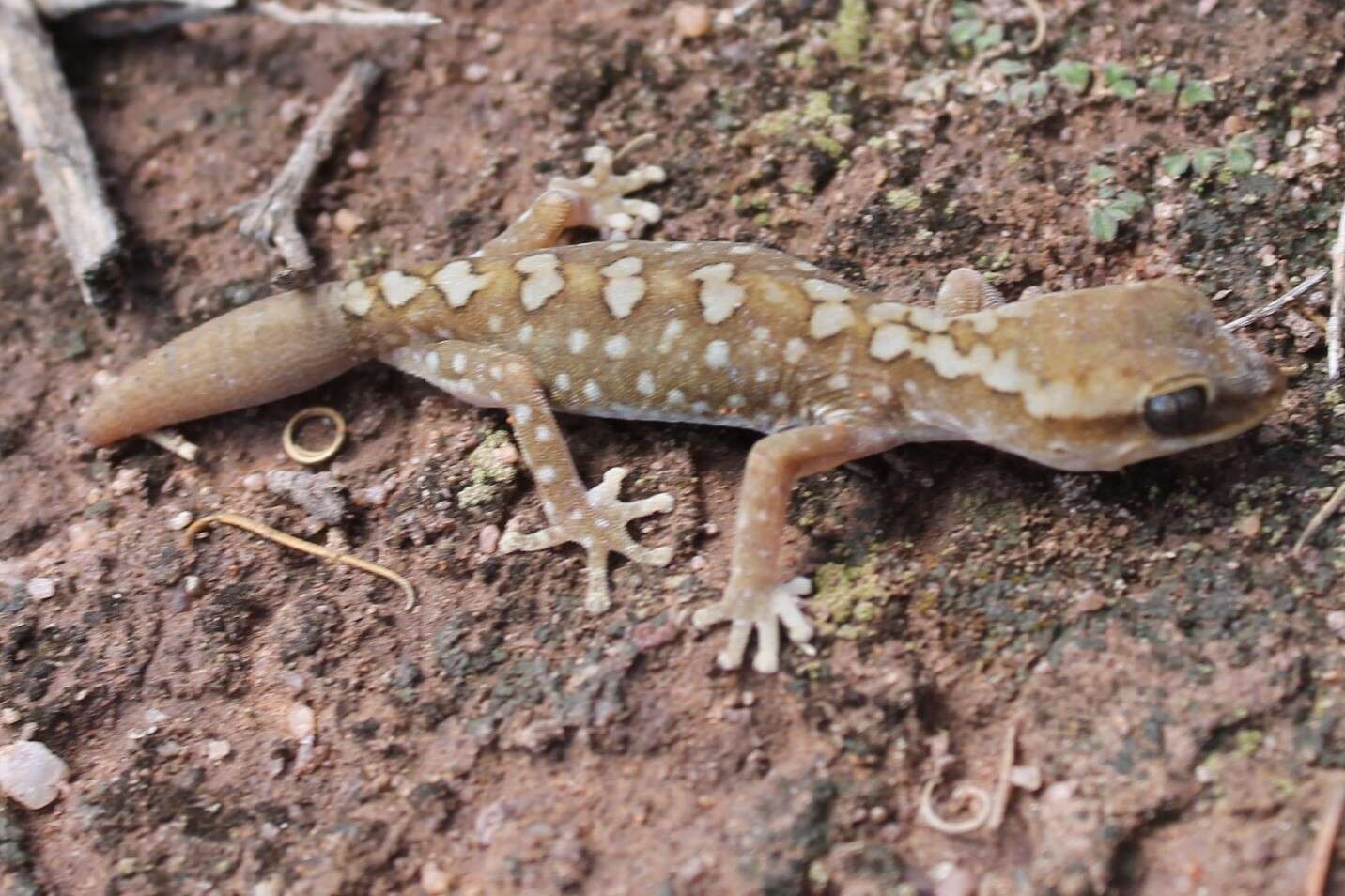 Image of South Coast Gecko