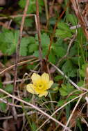 Image of American globeflower