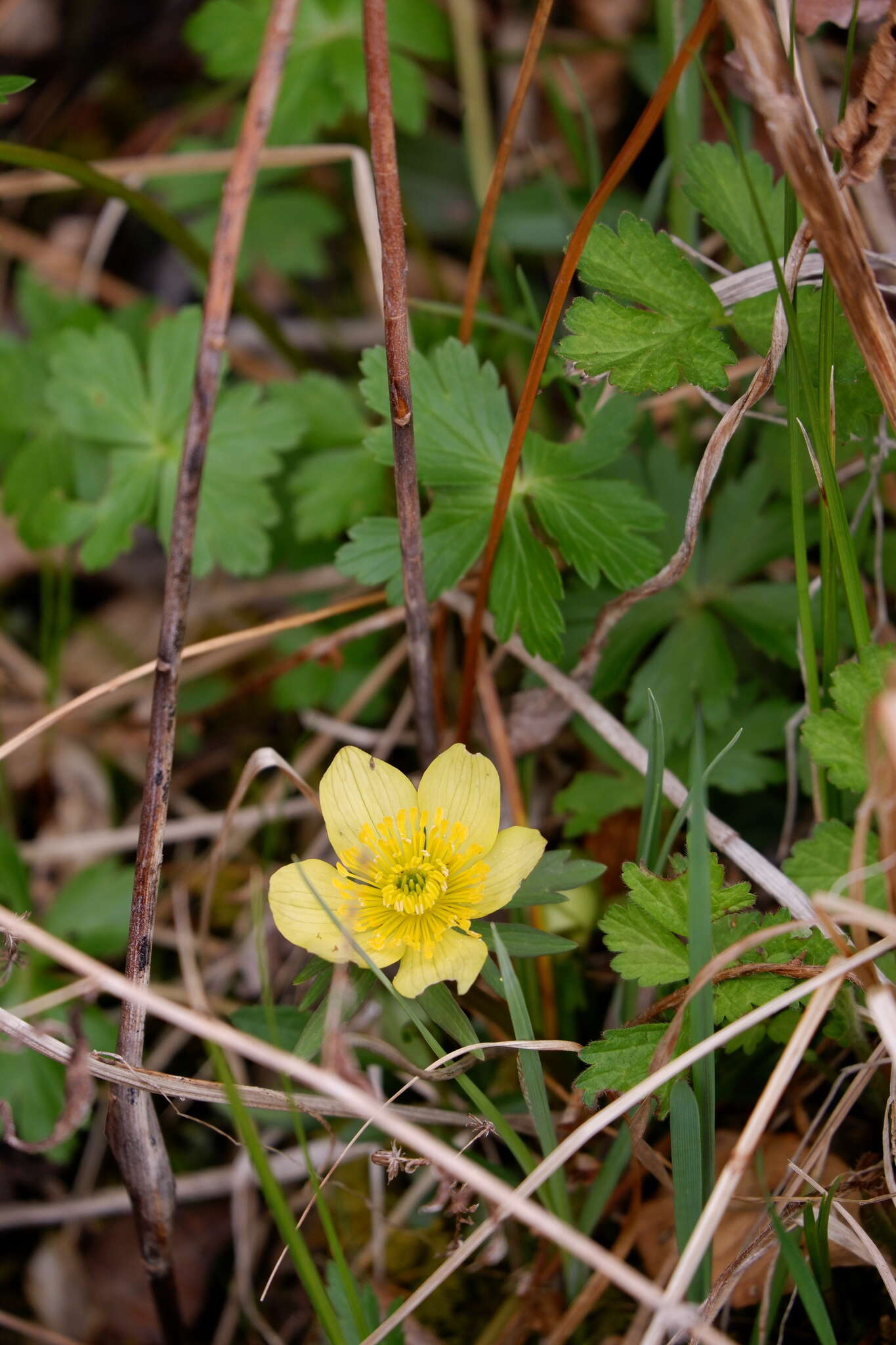 Image of American globeflower