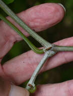 Image de Cissus hastata (Miq.) Planch.