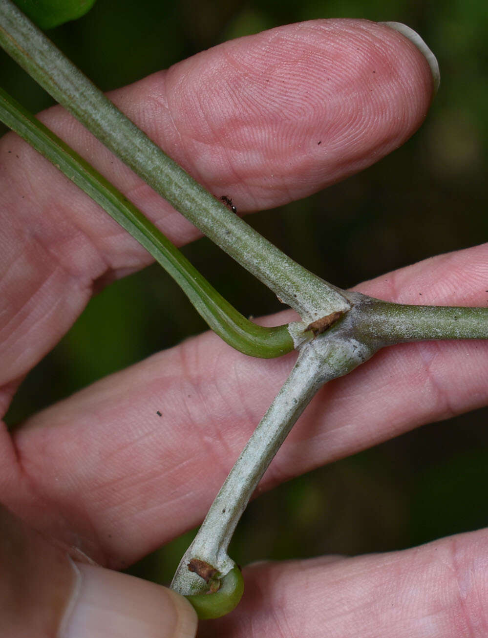 Image de Cissus hastata (Miq.) Planch.