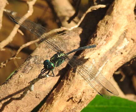 Image of Celebothemis Ris 1909