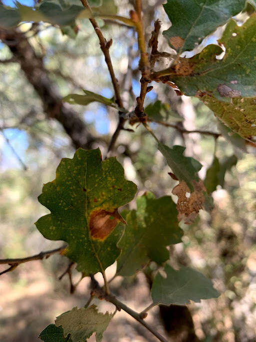 Image of hybrid oak