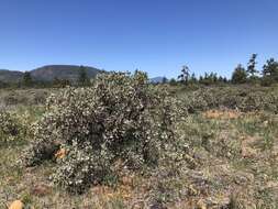 Image of hoary manzanita