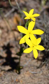 Image of Sebaea exacoides (L.) Schinz