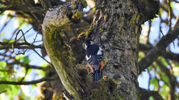 Image of Himalayan Woodpecker