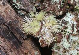 Image de Leucobryum seemannii Mitten ex Seemann 1873