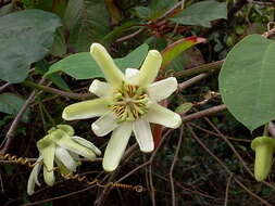 Image of Passiflora yucatanensis Killip ex Standl.