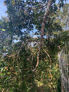 Image of Borneo kauri