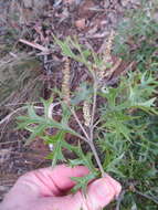 Image of Grevillea ramosissima Meissn.