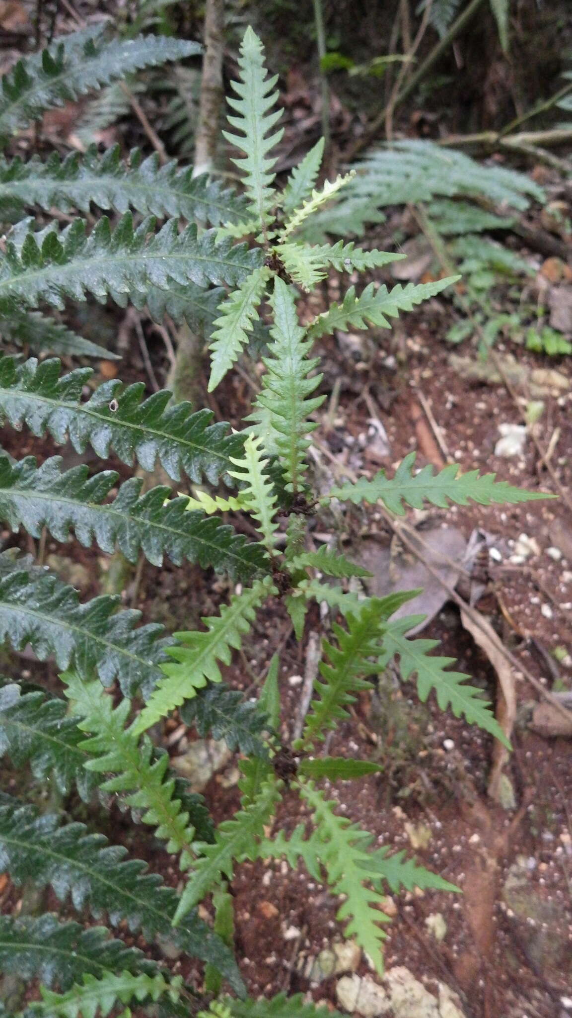 Imagem de Goniopteris alata (L.) Ching