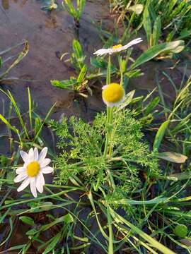 Image of chamomile